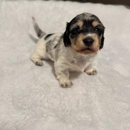 Brandon - Dapple male Dachshund puppy in Avinger, Texas from Lone Star Longhair Dachshunds