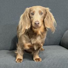 Liv - Dachshund
