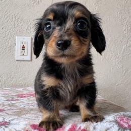 Vega - Dapple male Dachshund puppy in Venice, Florida from Crowline Kennels