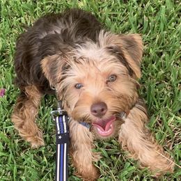 Mozz - Yorkshire Terrier