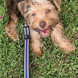 Mozz - Yorkshire Terrier