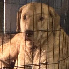 Prairie - Chesapeake Bay Retriever