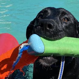 Cavalier King Charles Spaniels and Labrador Retrievers from Cantina Labs and Cavs