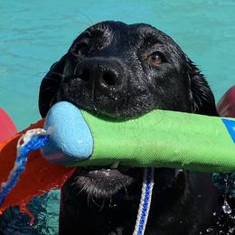 Cavalier King Charles Spaniels and Labrador Retrievers from Cantina Labs and Cavs