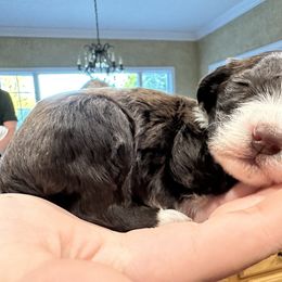 Labrador Retriever and Portuguese Water Dog Puppies from Hilltop Portuguese Water Dogs