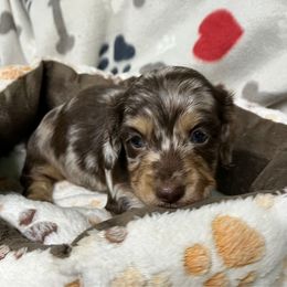 Blue - Dapple male Dachshund puppy in Cumby, Texas from Dog Daze Ranch