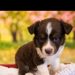 Haku - Red tri male Miniature Australian Shepherd puppy in Macomb, Missouri from Faunus Farms and Aussies