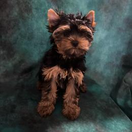 KH boy 1 - Blue and gold male Yorkshire Terrier puppy in Alburnett, Iowa from Hobbs Shire Yorkies