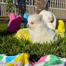 Girl 2 - Cream parti female Pomeranian puppy in San Jacinto, California from Savvypomeranians