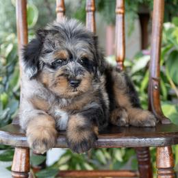 Woody - Merle male Schnoodle puppy in Grove, Oklahoma from Grand Lake Poodles & Doodles