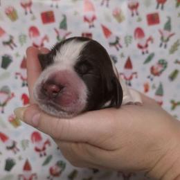 Vixen - Liver white and roan female English Springer Spaniel puppy in Ocoee, Tennessee from Ocoee Mountain Springers