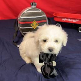 Ozzy - Blue collar - White male Bichon Frise puppy in 63101 (St. Louis Metro Area), Missouri from BichonSTL
