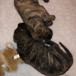 Great Dane Puppies from Great Alaskan Danes