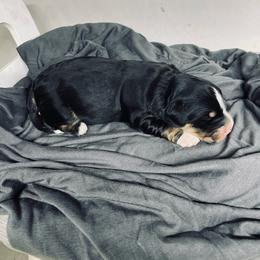 Otis - Tri-color male Bernedoodle puppy in Liberty, Pennsylvania from Mountain Springs Farm