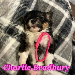 Charlie Bradbury - Black and tan female Pembroke Welsh Corgi puppy in Olathe, Colorado from Rocking LJ Breeding