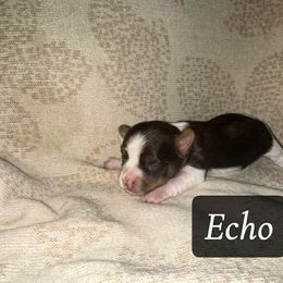 Echo - Parti female Yorkshire Terrier puppy in Clarksburg, Indiana from Hidden Gems Parti Yorkies