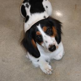 Harlow - Dachshund