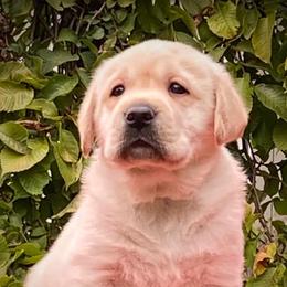 English Springer Spaniels and Labrador Retrievers from Buffie Gonzales