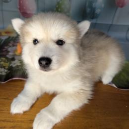 Flowers-2100 - Silver and white female Pomsky puppy in Spring Hill, Florida from www.PuppyTimeEmporium.com