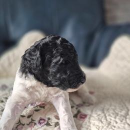 BISCOTTI moyen poodle pup - Parti male Poodle puppy in Milford, Michigan from Cuddley-Poods Moyen poodles