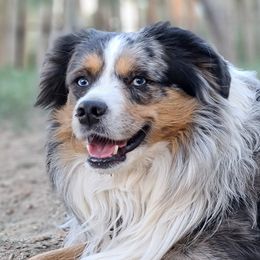 Gideon - Australian Shepherd