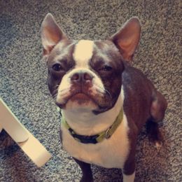 Marco - Boston Terrier