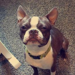 Marco - Boston Terrier
