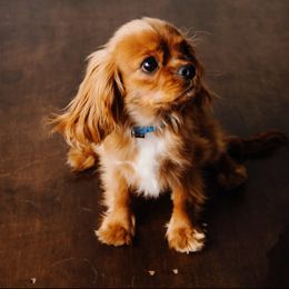Cavalier King Charles Spaniel All Grown Up from Emerald Grove Puppies