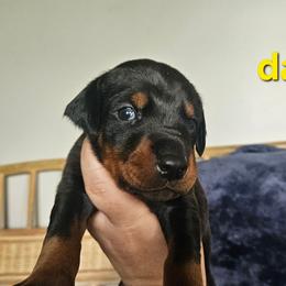 Daisy - Black and rust female Doberman Pinscher puppy in Mount Orab, Ohio from Heyne Kennels