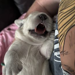 Golden Retriever Puppies from Novas Golden Puppies