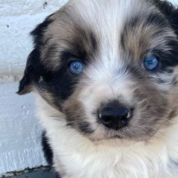 Miniature Australian Shepherds from Sun Dog Mini Aussies