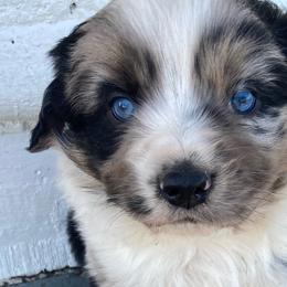 Miniature Australian Shepherds from Sun Dog Mini Aussies
