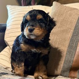 Rocky - male Golden Mountain Doodle puppy in Jim Falls, Wisconsin from Pup Paw-fection