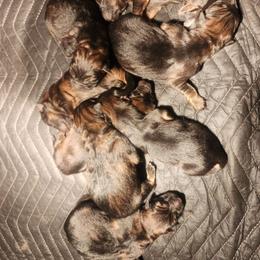 Ratchet - Sable male German Shepherd puppy in Los Lunas, New Mexico from Mali's German Shepherds LLC