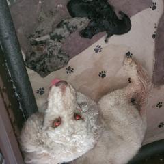 Aussiedoodle and Goldendoodle Puppies from Law Doodles of SC