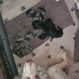 Aussiedoodle and Goldendoodle Puppies from Law Doodles of SC