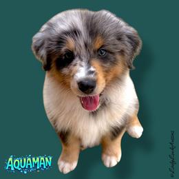 AQUAMAN-Blue Merle Male - Blue merle male Australian Shepherd puppy in Gainesville, Texas from Lady Luck Aussies