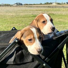 Will - Black white and tan male Beagle puppy in Katy, Texas from Houston’s Howlin’ Hounds