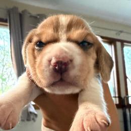 Cheesecake - Tan and white female Beagle puppy in Judsonia, Arkansas from Mayberry Acres Beagles and Basset Hounds