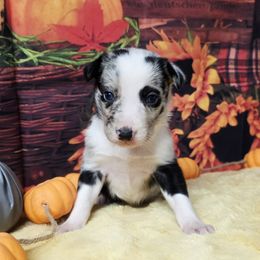 Lincoln - Blue merle male Border Collie puppy in Avilla, Indiana from Borderline Kennels