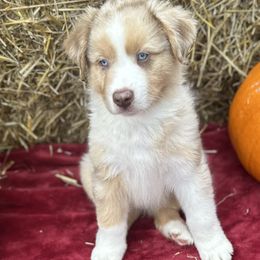 Dobbie - Red merle Australian Shepherd puppy in Jeddo, Michigan from Blue Water Aussies