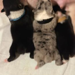 Boy 1 Blue - Black and tan male Pembroke Welsh Corgi puppy in Ville Platte, Louisiana from Flat town corgis