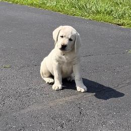 Addie's Brown Collar - Yellow male Labrador Retriever puppy in Mansfield, Missouri from Leadhill Labs