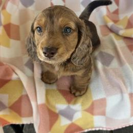 Boy 2 - Dapple male Dachshund puppy in Oklahoma from DRB Dachshunds