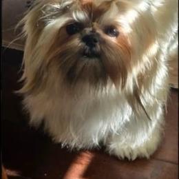 Liliana - Shih Tzu
