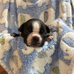 Baby Blue - Seal and white male Boston Terrier puppy in Philippi, West Virginia from Benders Boston’s