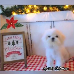 Little Tucker - White male Maltese puppy in Moreno Valley, California from Leslie's Maltese