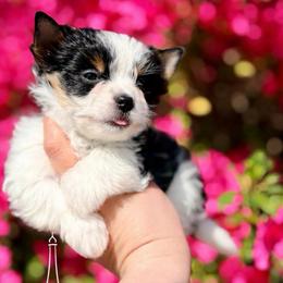 Seraphina - Black tan and white female Biewer Terrier puppy in Iva, South Carolina from Petit Bijou