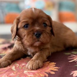 Copper - Ruby male Cavalier King Charles Spaniel puppy in Melrose, Florida from Magnolia Hill Cavaliers and Doxies