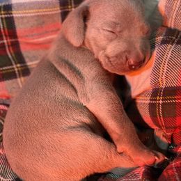 Weimaraner Puppies from Alpha Weims by The Mattas Kennel
